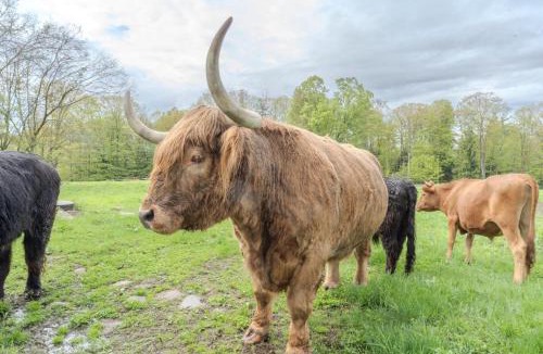 Loudon Apartment | Cozy Highland Cattle-View Suite Peaceful, Private Pet-Friendly