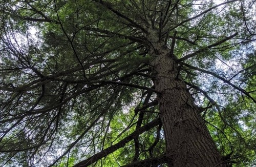 Harris RV Rental | Kucibarix Forest Camping Near Bethel Woods, 15 minutes to Bethel Woods, Casino,