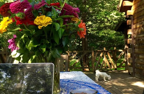 Upper Black Eddy Cabin | Rare private cabin retreat surrounded by 1700 acres of woods, yet close to town.