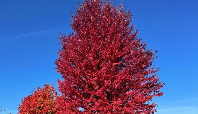 Fall in the white mountains ! Aframe style !