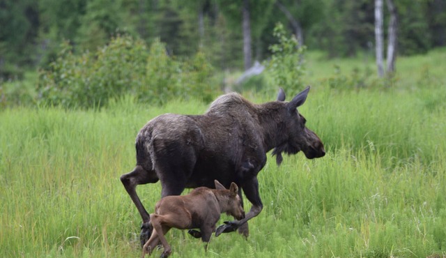 You have to get out of town to see the wildlife