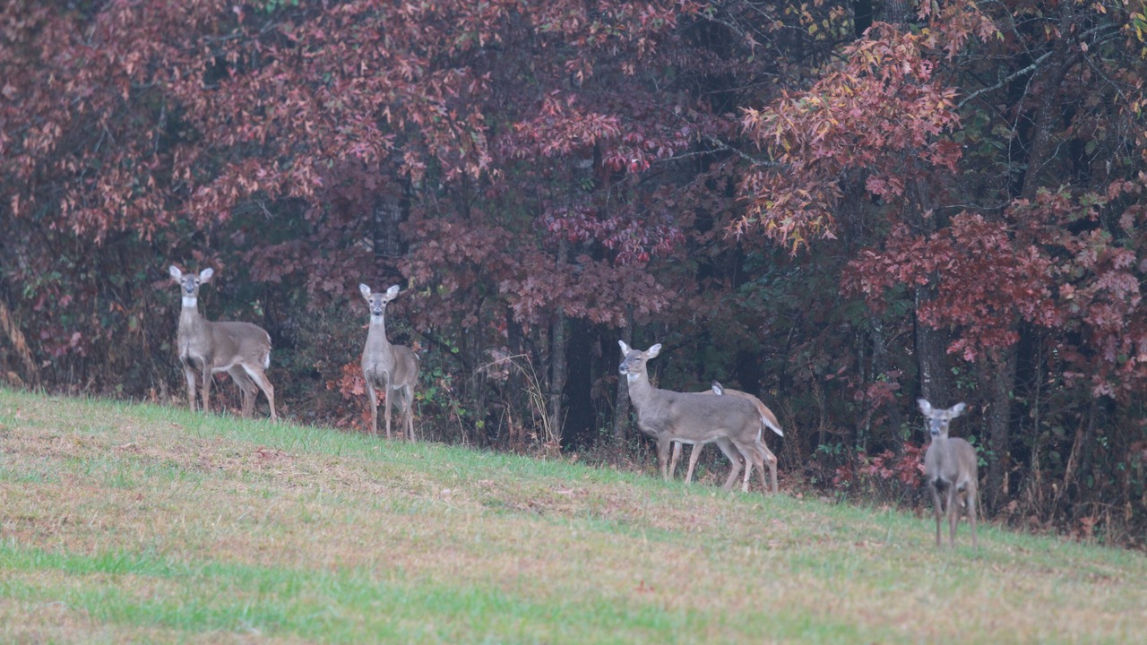 Photo of Others in Saint Joe
