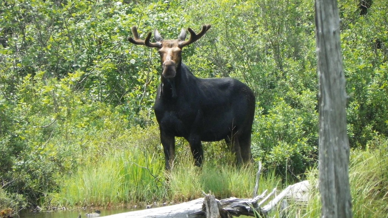 Photo of Others in Caratunk