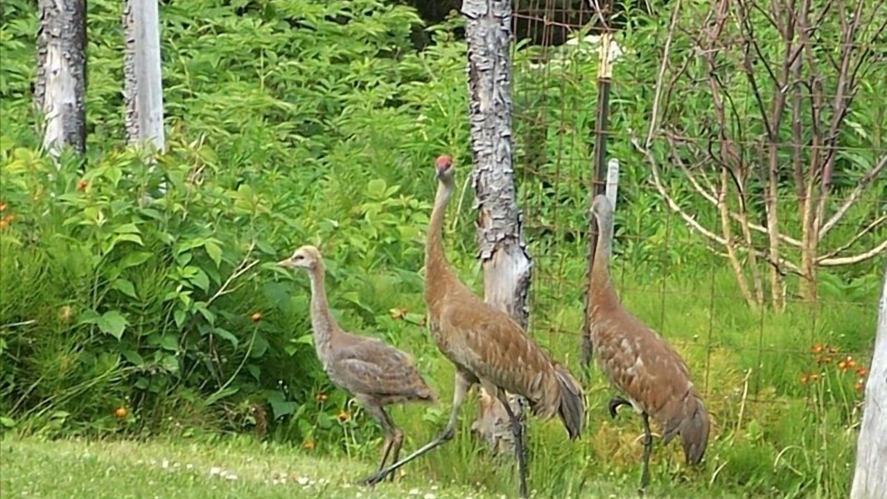 Photo of Others in Diamond Ridge
