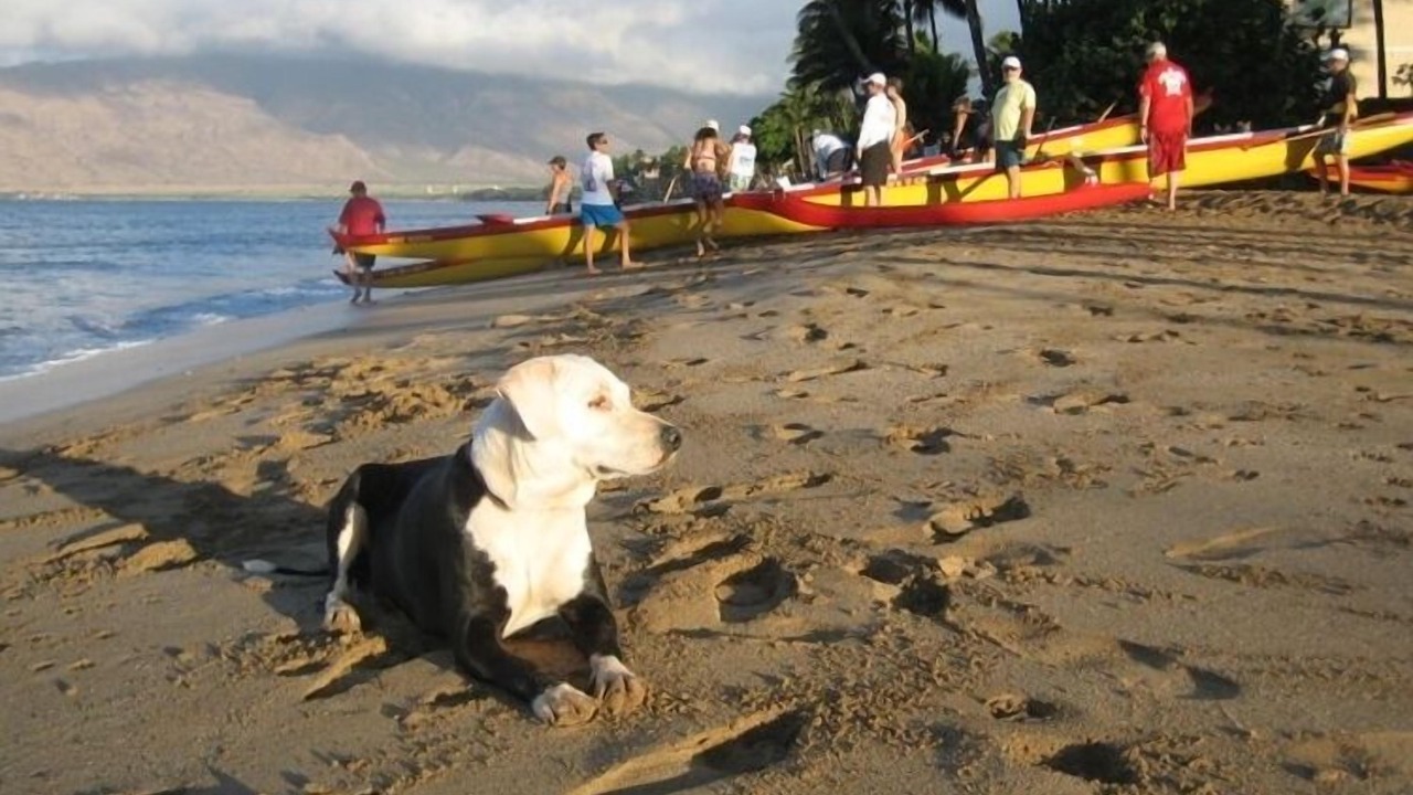 Photo of Others in Kihei